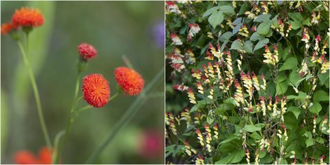 årlige blomster