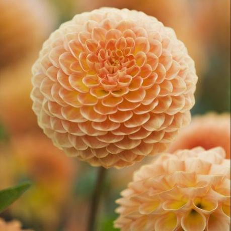 rhs garden, wisley, surrey nærbillede af blomsten af ​​dahlia blyton blødere glimt