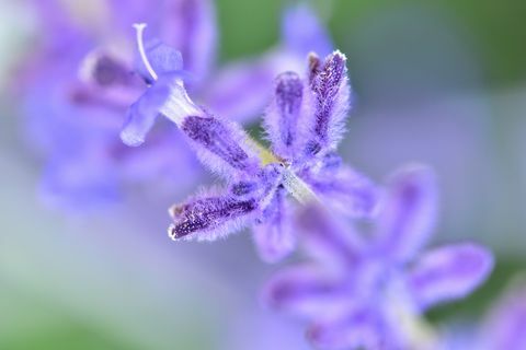 Nærbillede af russisk salvie, Perovskia atriplicifolia.