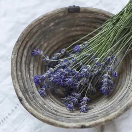 høstet lavendel i kurv