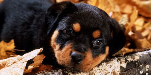 rottweiler hvalp