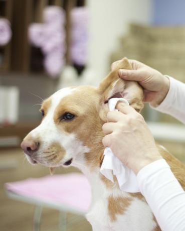 rengøring af hundeører