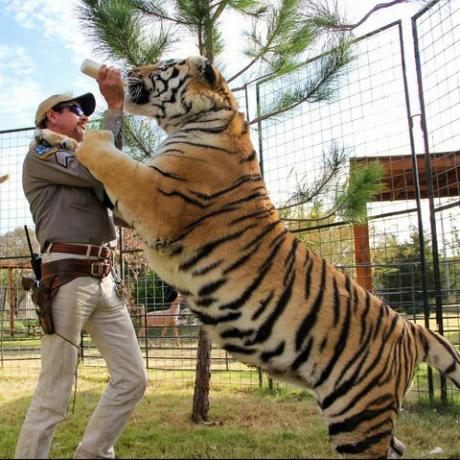 joe eksotiske gw zoo tiger konge
