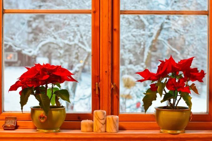 norske juletraditioner to julestjerner og lysestager i køkkenvinduet udsigt til haven og træer med sne