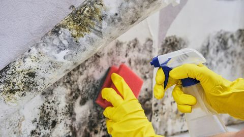 husholderske hånd med handske rengøringsform fra væg med svamp og sprayflaske