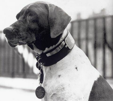 hunde anden verdenskrig er dagen