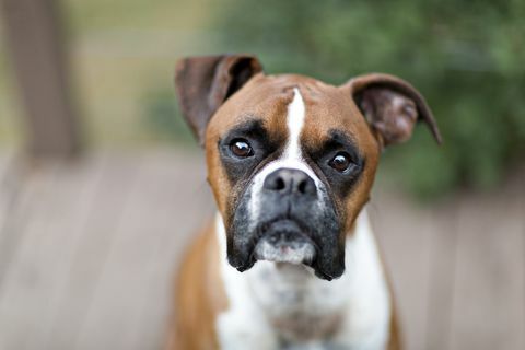 Boxer hund portræt