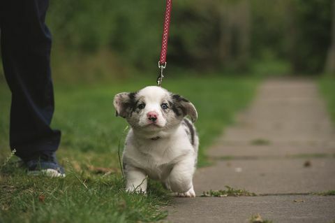 hvalp hund gå bly