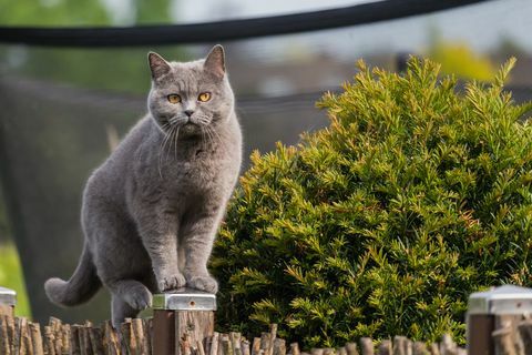 smuk britisk korthårskat, der står på en stolpe ved haven hegnet