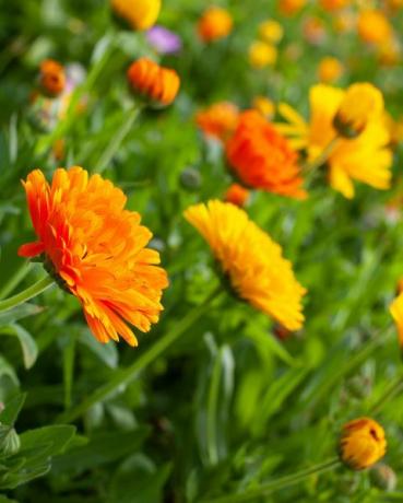 farverige engelske blomster