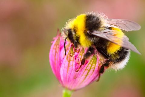 Nærbillede af bi på lyserød blomst