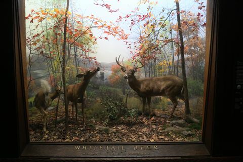 Udstillingen med hvid tailed hjorte på det amerikanske naturhistoriske museum