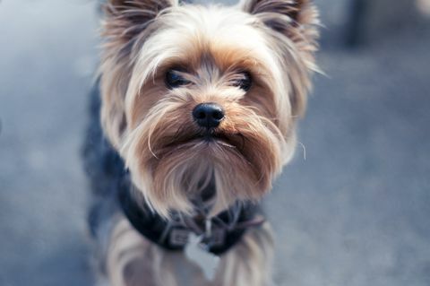 yorkshire terrier