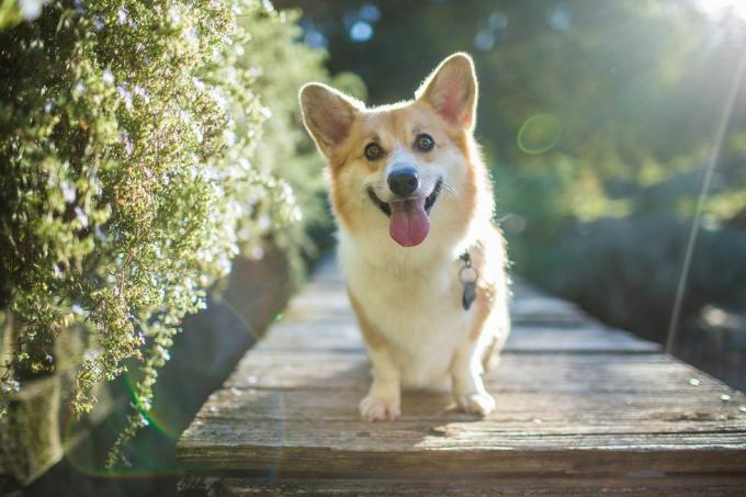 baggrundsbelyst corgi hund ser glad ud udendørs
