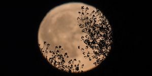 Harvest Moon Rises Over Somerset