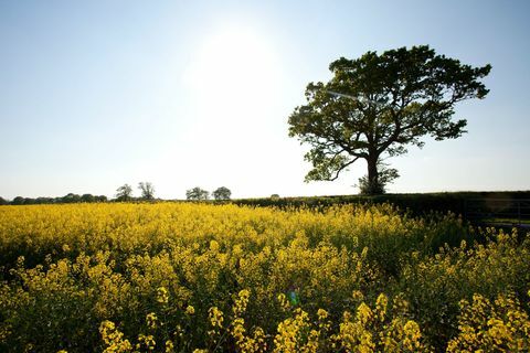 Kent landskab - felt af gule blomster og træ