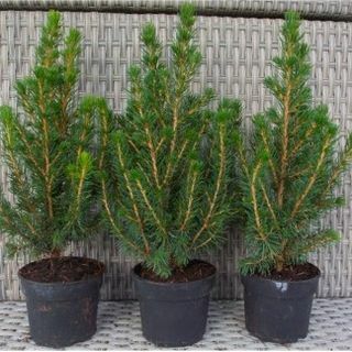 Mini juletræer - Picea - Ideel til bordpynt
