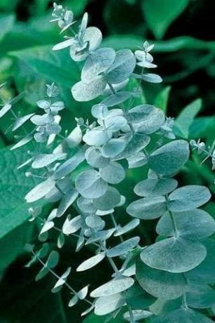 Eukalyptusfrø 'Silver Drop'