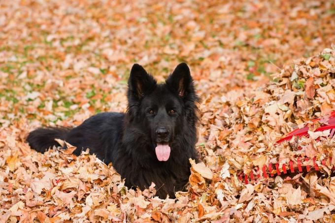 en renracet sort, langhåret schæferhund i en bunke tørre blade ved siden af ​​en rød plastikrive