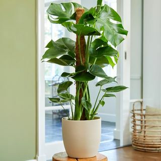 80 cm Monstera Deliciosa på mosstang | schweizisk osteplante | 19cm Potte | Ved planteteori