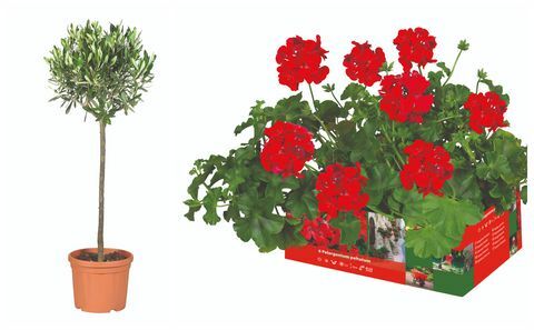 Lidl oliventræ og Pelargonium peltatum