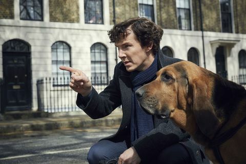 Benedict Cumberbatch som Sherlock med en hund i BBC TV-show