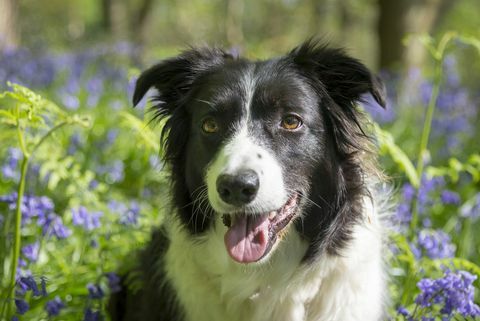 Bedste hunde race til løbere