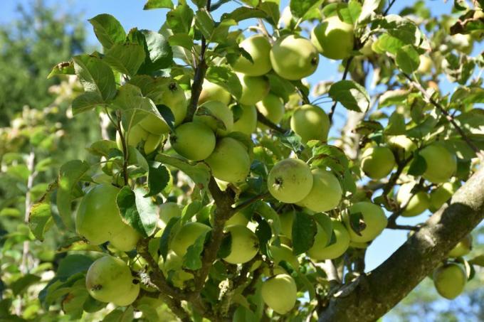 æbler, der vokser i en national trust-plantage