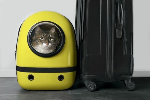 kat i gul kattebærer ved siden af ​​kufferten