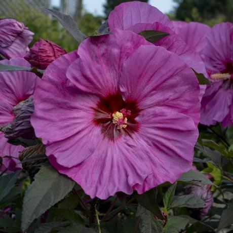 Sommerlig 'Berry Awesome' Hardy Hibiscus