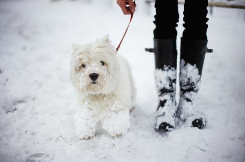 en west highland white terrier og ejer i sne