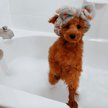 sjove billeder af hunde i bad