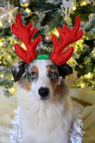 Foto af festlige julehunde