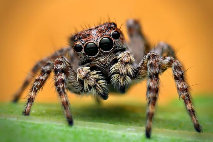 uk spiders – hoppende edderkop