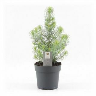 Mini juletræ - Silver Crest Fyr