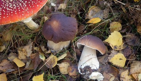 Vilde svampe vokser i England omgivet af faldne blade