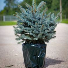 Luksus Frisk Juletræ - Krukke Blå Gran (Picea pungens glauca) - Til øjeblikkelig levering