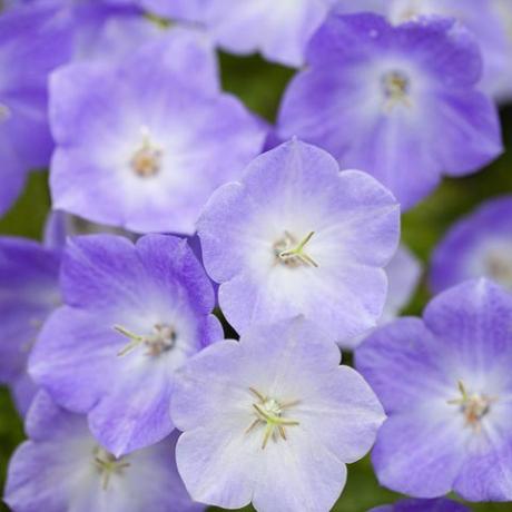 Campanula