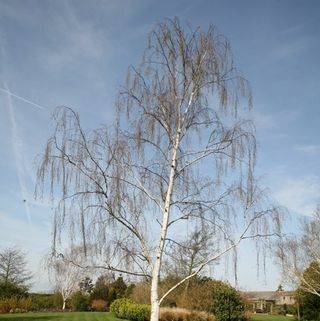 Sølvbirk – Betula pendula