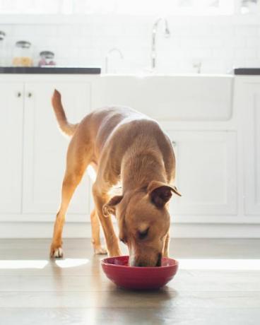 forfra af solbrun farvet hund i køkkenet, der spiser fra rød skål