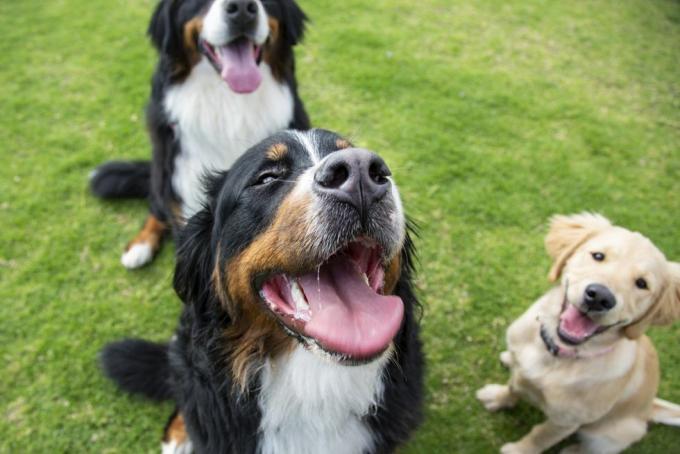 tre smukke hunde i parken venter på opmærksomhed