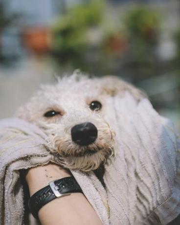 første person se fpv rengøring og aftørring på et kæledyrs legetøjspuddelhund tør efter et bad udendørs med håndklæde