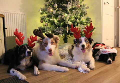 Foto af festlige julehunde