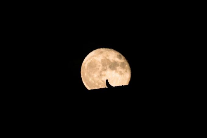 silhuet af en ulvhund, der ser fuldmånen stige, fuldmåne og silhuet, kæledyrsfotografering, halloween