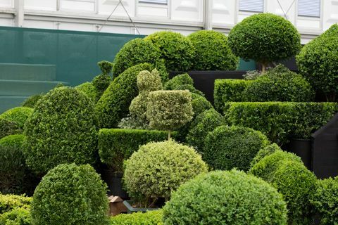 topiary arts display i den store pavillon rhs chelsea flower show 2012