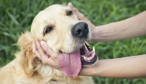 hænder, der strejker golden retrieverhund