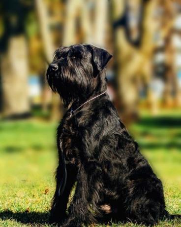 nærbillede portræt af hunden kæmpe schnauzer servicehund