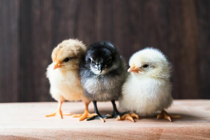 tre små kyllinger
