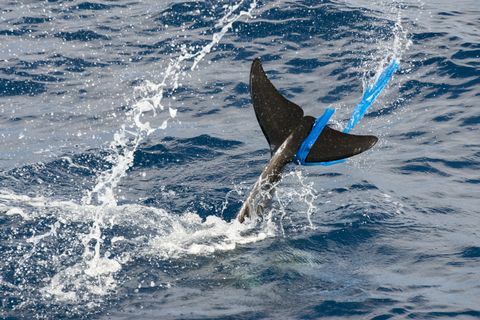 'Rissos-delfin (Grampus griseus), med en plastikpose i kaudefinnen, Fuerteventura, De Kanariske Øer'