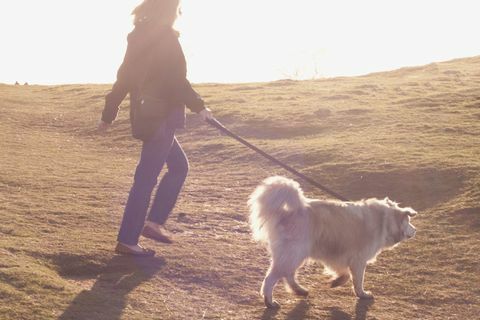 Hund bliver gået af ejeren på landet